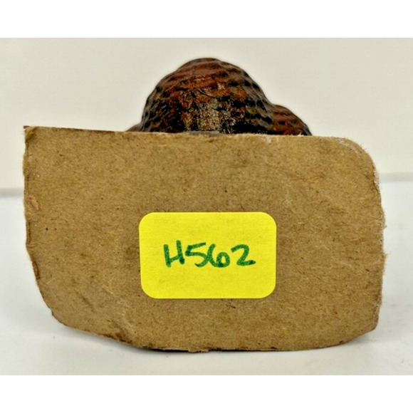 Vintage Gurley Thanksgiving Turkey Candle 2.5" SKU H562 - Picture 4 of 4